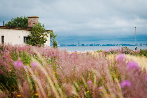 Kuivasaaren päiväretki